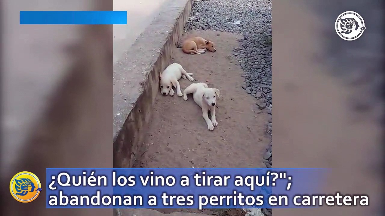 ¿Quién los vino a tirar aquí?"; abandonan a tres perritos en carretera