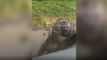 Baboon jumps into tourists’ car to steal their bananas