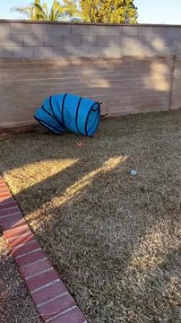 Storm The Heeler Playing in Agility Tunnel