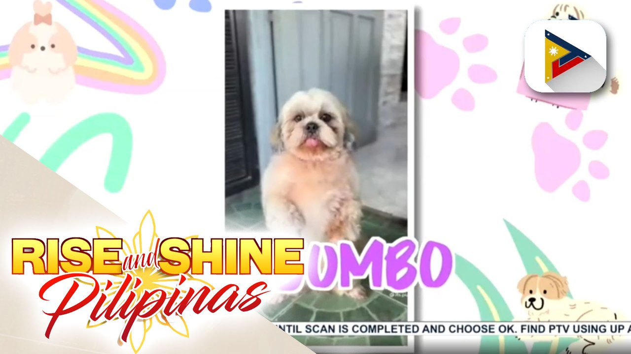 Bibo Jumbo