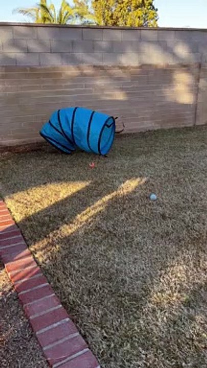 Storm The Heeler Playing in Agility Tunnel