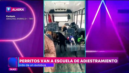 Perritos de Alaska van a la escuela en un autobús muy especial