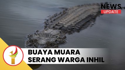 Buaya Muara Serang Warga Inhil Saat Mencari Kayu di Tepian Sungai