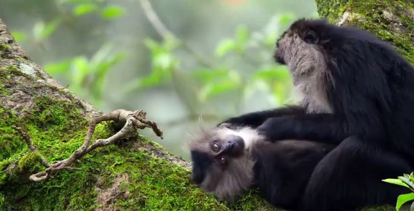Our Planet S01 E08