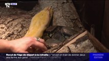 Les abandons de reptiles se multiplient avec la hausse du prix de l'énergie