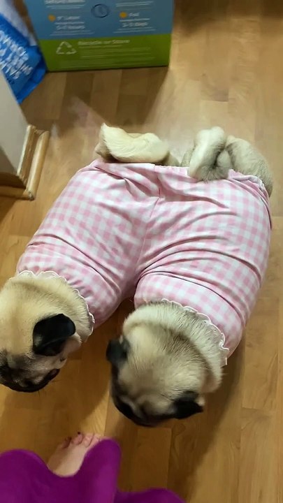 Two Pugs Looking Snug