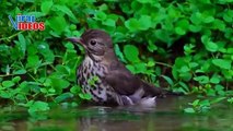 JapaneseThrush (Turdus cardis) | Nature is Amazing | Viral Bird's Videos