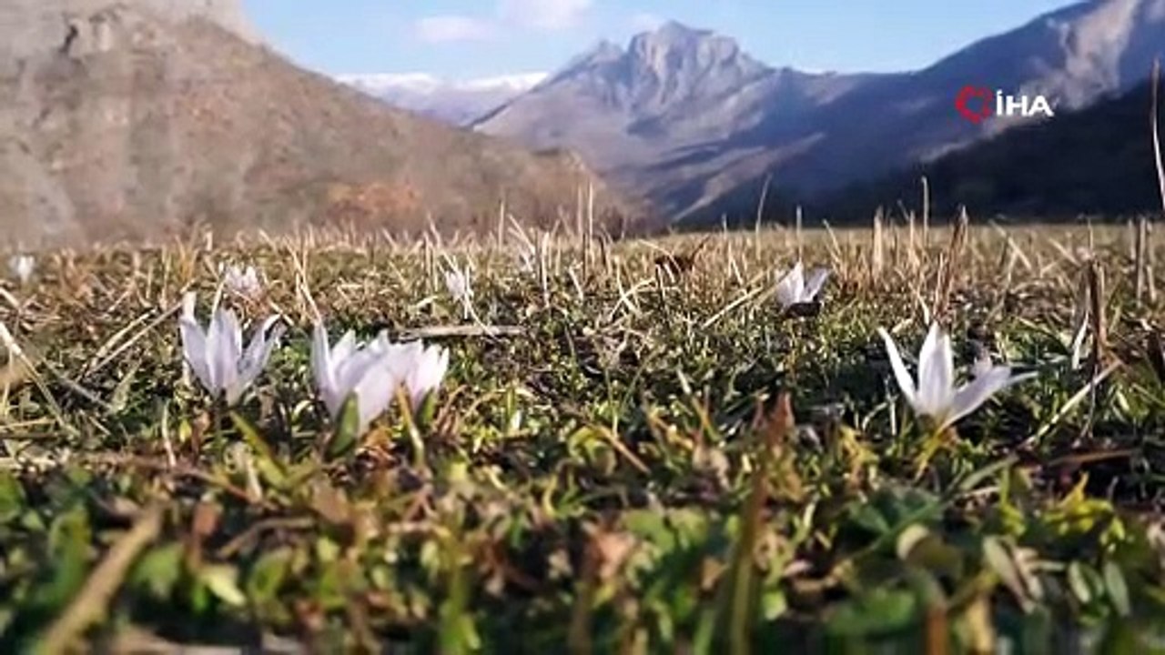 Şırnak’ta 2 metre karın yağdığı bölgeler kardelenlerle beyaza büründü