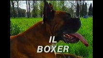 Documentario razze canine: Il Boxer
