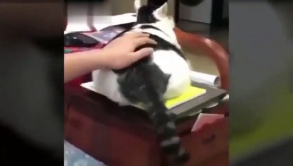 TINGKAH LUCU KUCING  BIKIN NGAKAK