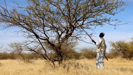 شجرة الصمغ العربي في السودان