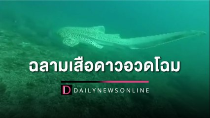 "ฉลามเสือดาว" อวดโฉมใต้ทะเลเกาะบิดะนอก แหล่งดำน้ำดูปะการังจ.กระบี่ | HOTSHOT เดลินิวส์ 25/01/66