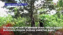 Petani di Jember Berhasil Budidaya Durian Emas: Rasanya Legit Manis