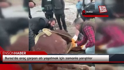 Bursa'da araç çarpan atı yaşatmak için zamanla yarıştılar