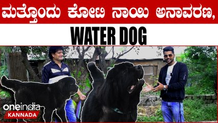 Newfoundland dog : ನೀರಲ್ಲಿ ಮುಳುಗುವವರ ಪ್ರಾಣ ಉಳಿಸುವ ನಾಯಿ ಇದು