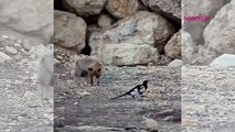 Günün pozitif videosu! Van Gölü kıyısında tilki, kedi ve saksağan görüldü