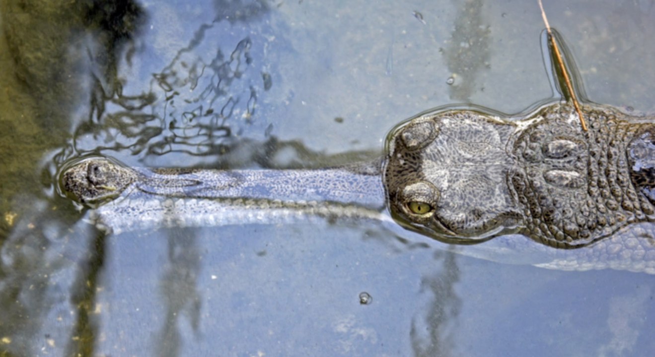Indien: Krokodil birgt toten Jungen aus dem Wasser