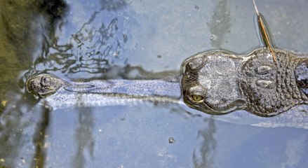 Indien: Krokodil birgt toten Jungen aus dem Wasser