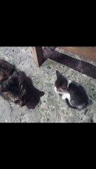 CAT PETS | SIMPLY MAMU