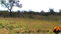 Incredible Attempt By Cheetahs At Hunting A Waterbuck - Latest Wildlife Sightings