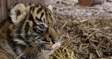 Naissance exceptionnelle d'une petite tigresse de Sumatra dans un zoo de l'Allier