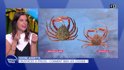 Votre assiette : Crustacés à pinces : comment bien les choisir ?