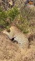 1 Warthog Fights off Leopard and 5 Hyenas