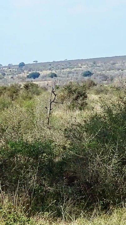 Charging Leopard
