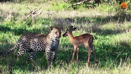 Iмpala Plays with Leopards - video Dailyмotion