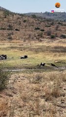 LEOPARD TAKES DOWN WILDEBEEST 3 TIMES ITS SIZE