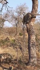 Leopard Thinks Twice About Jumping on Hyena