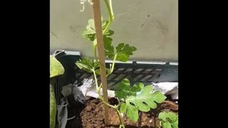 How to grow Watermelon in Pot-Growing Watermelon At Home-How to Grow Watermelon from Seed-markhor