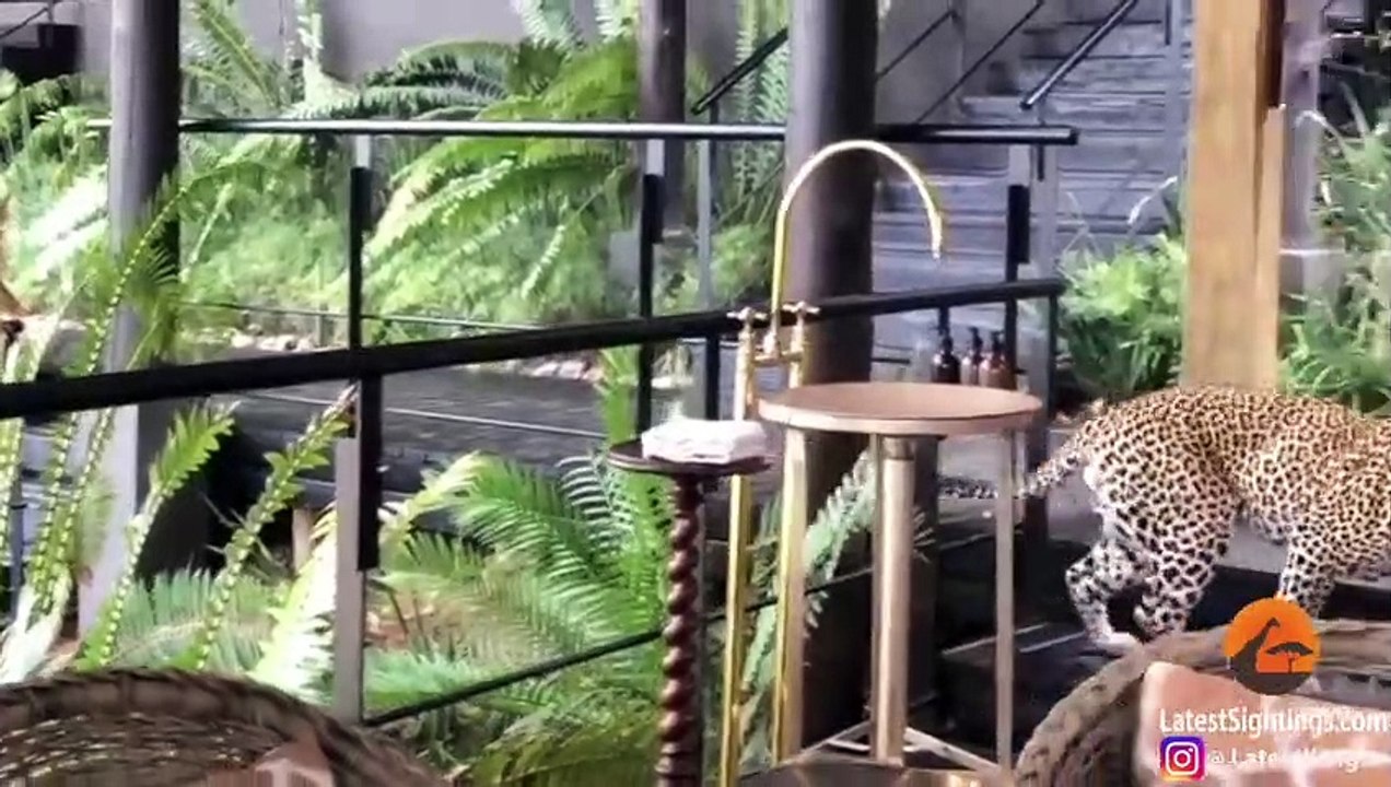 Leopard Walks Amongst People in Restaurant