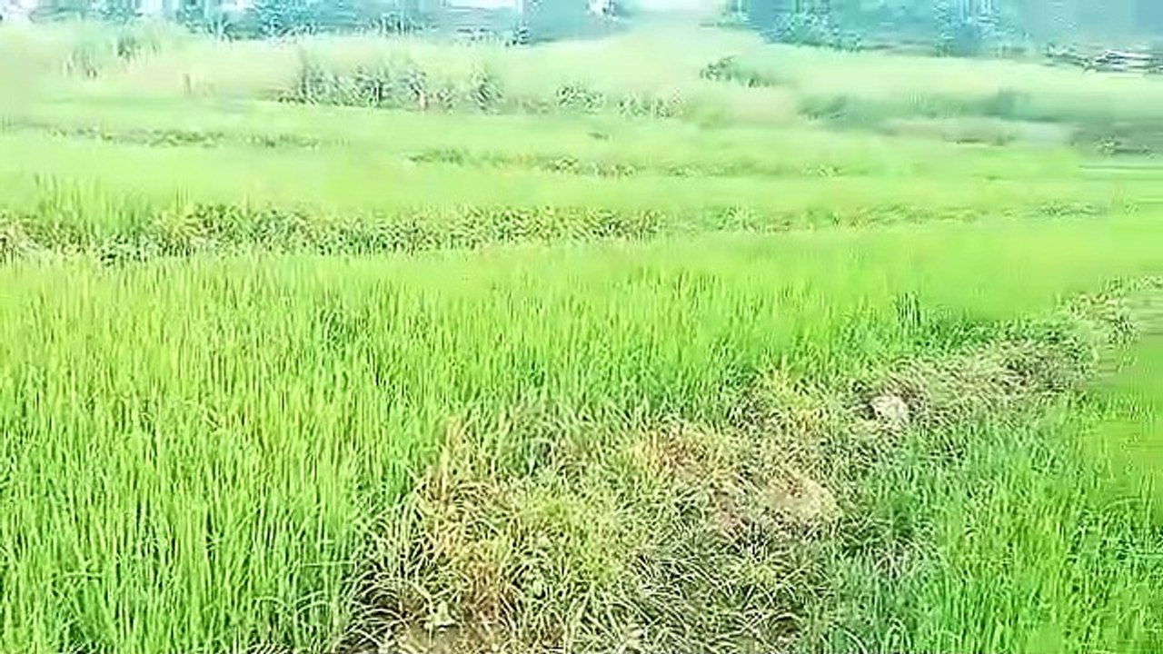 Rice Paddies