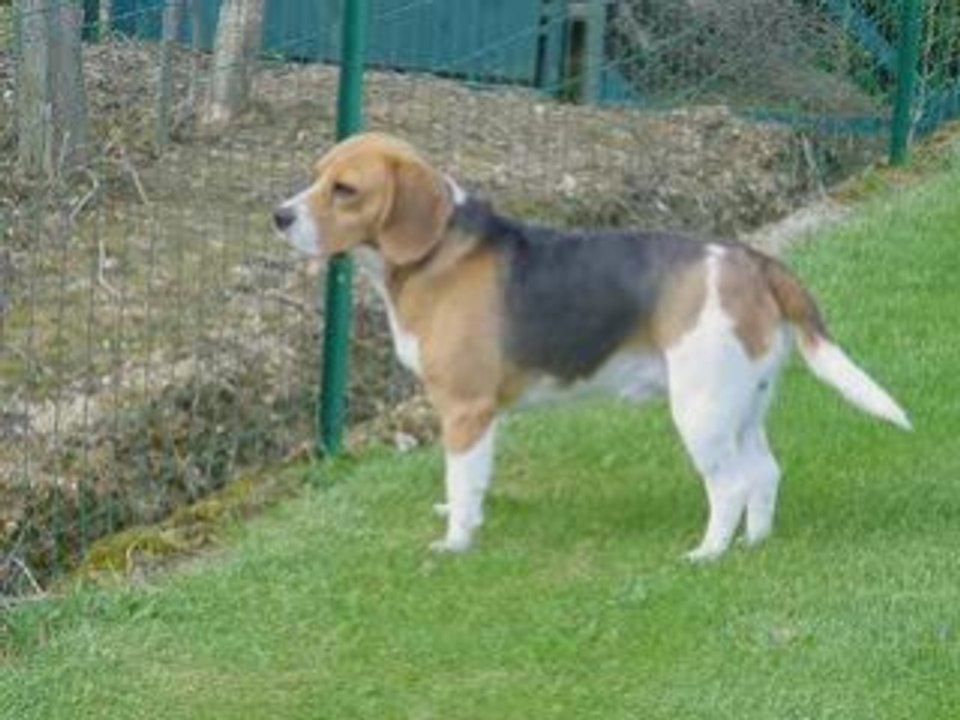 Chiens beagle braque labrador