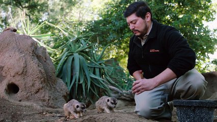 Learning New Tricks With Meerkats Is Really Cool To See