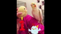 Cute Parrots Videos Compilation cute moment of the animals - Soo Cute!