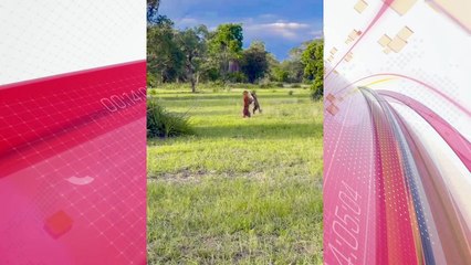 Impressionante: onças-pintadas brigam por disputa de território no MS