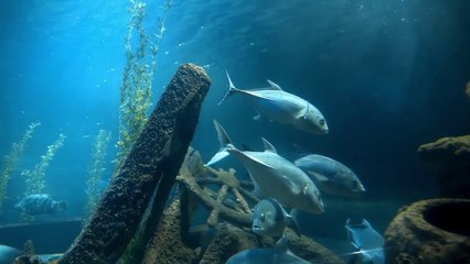 Dall'Ue un milione per la pesca sostenibile