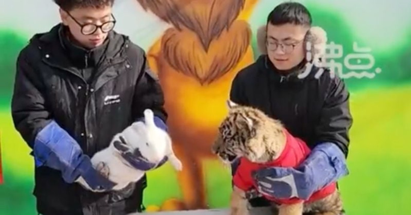 Pour le passage de l'année du tigre à celle du lapin, un zoo chinois a réuni les deux animaux et ce qui devait arriver arriva
