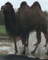 Hilarious moment as camel sits on car 