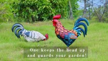 Shorayn Metal Rooster Statues, Outdoor Garden Statues, Metal Chicken Decor, Garden Sculptures & Statues, Chicken Ornaments Yard Art for Backyard Patio Lawn Decorations, Set of 2 Patio, Lawn & Garden