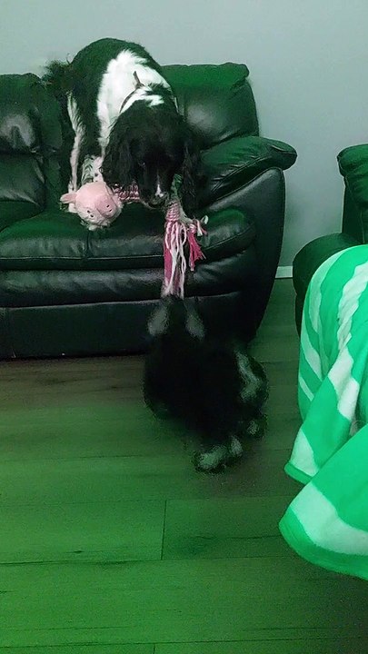 Minature Schnauzer Life. when big brother decides he wants to play
