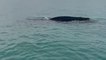 ‘Whoa, that’s mental’: Moment humpback whale shocks Cornwall fisherman