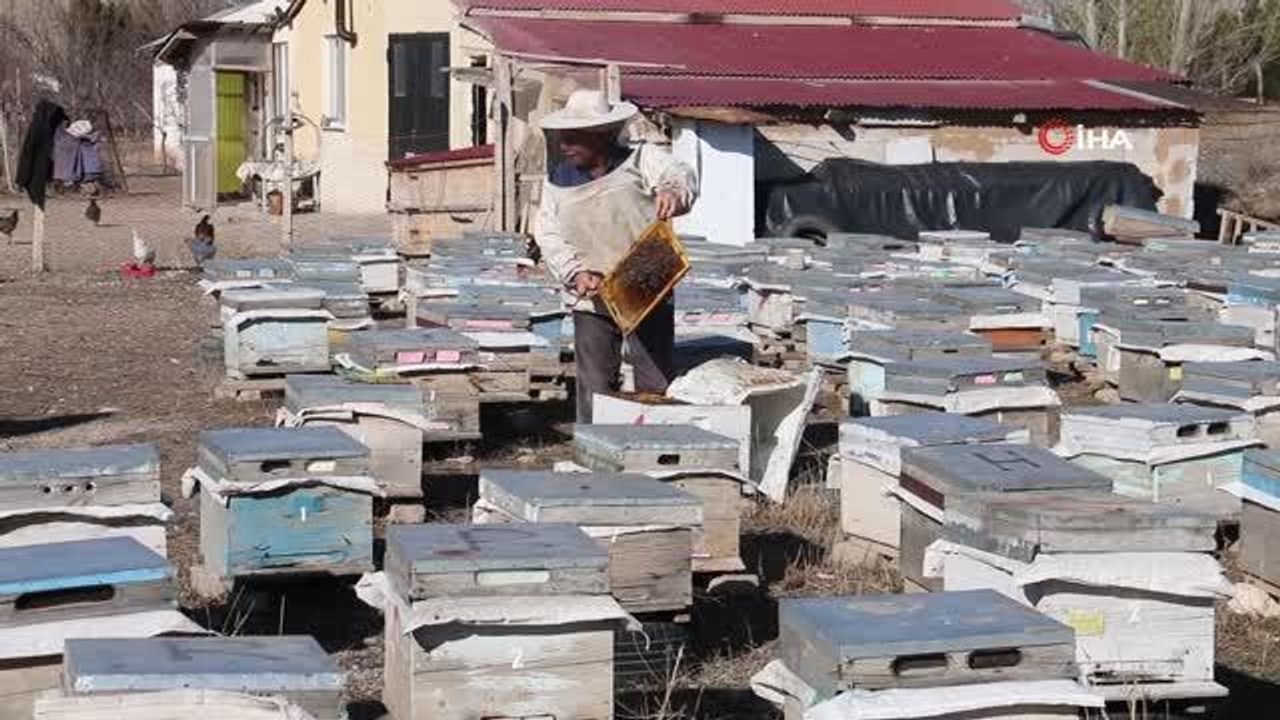 Küresel ısınma arıların da kafasını karıştırdı