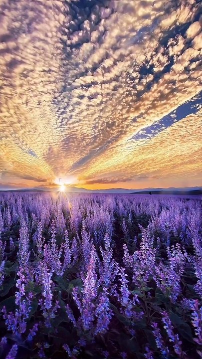 Nature ✨