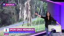 VIDEO: Canguros pelean por una hembra