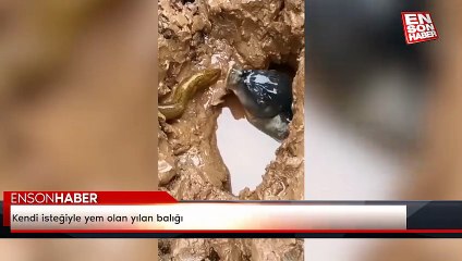 Kendi isteğiyle yem olan yılan balığı