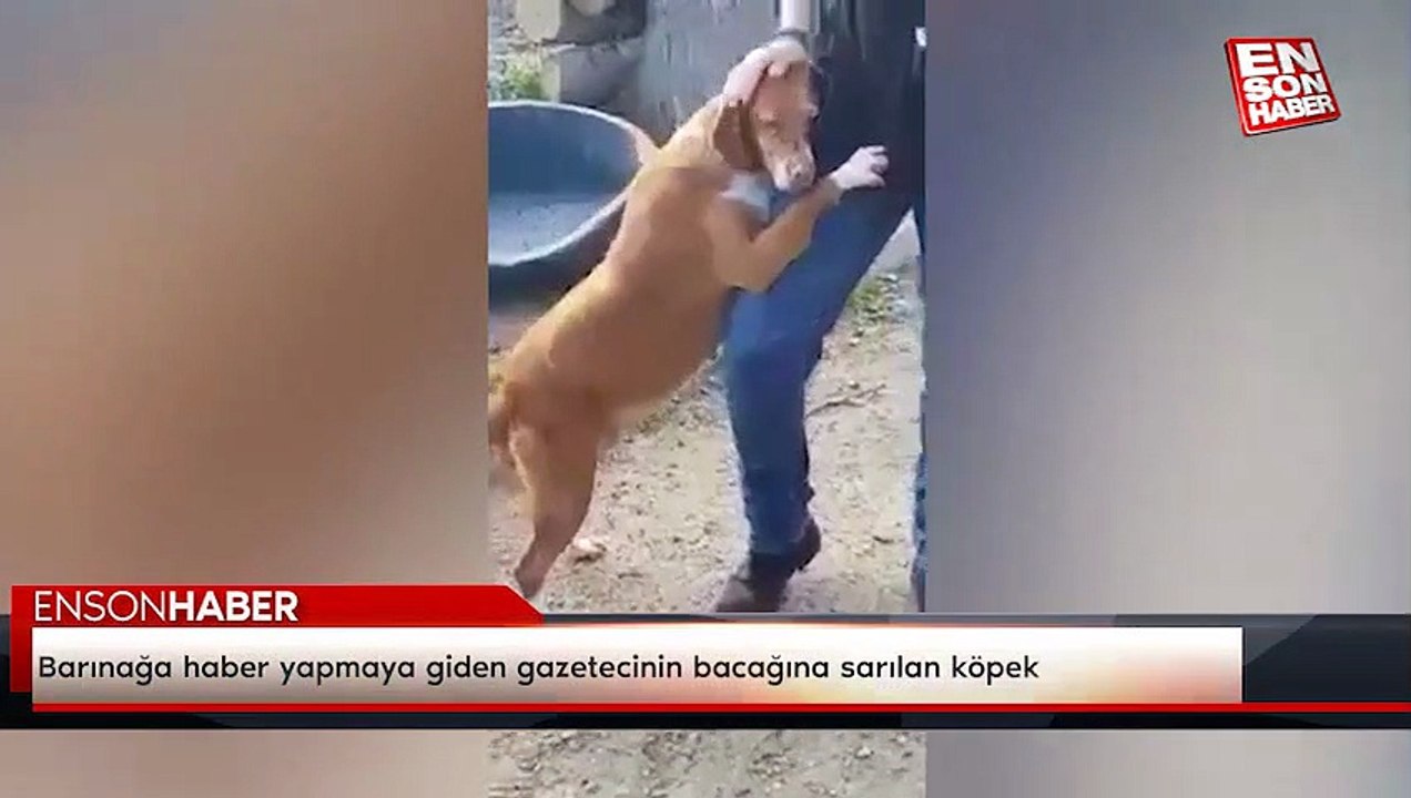 Barınağa haber yapmaya giden gazetecinin bacağına sarılan köpek