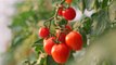 3 New Tomato Varieties with Award Winning Flavor to Add to Your Garden